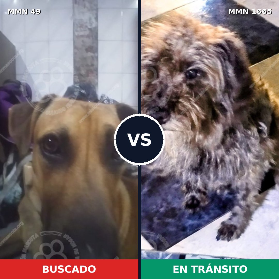 Comparativa MMS 35636: mascota perdida y mascota encontrada, 52% de similitud