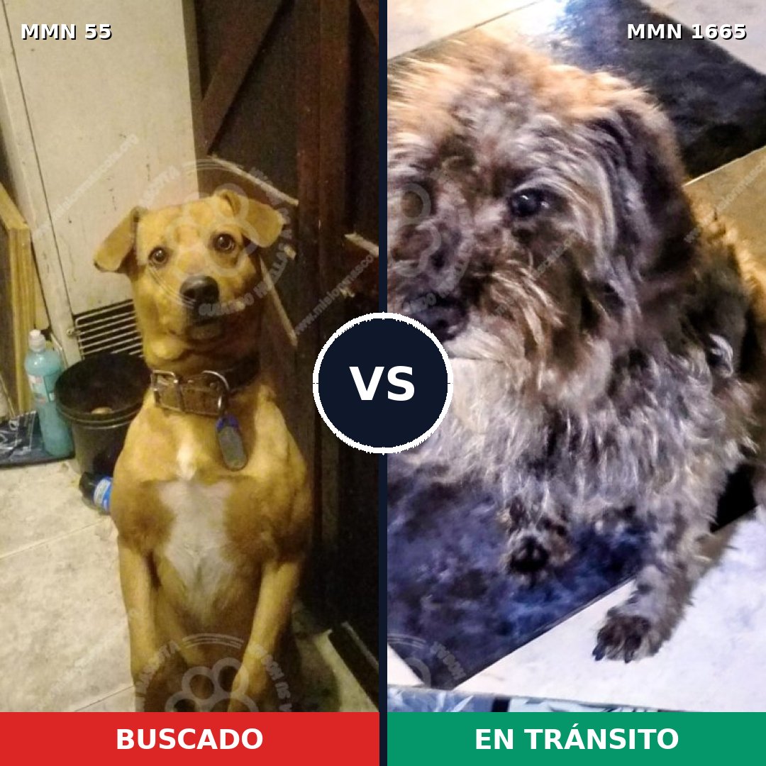 Comparativa MMS 35637: mascota perdida y mascota encontrada, 60% de similitud