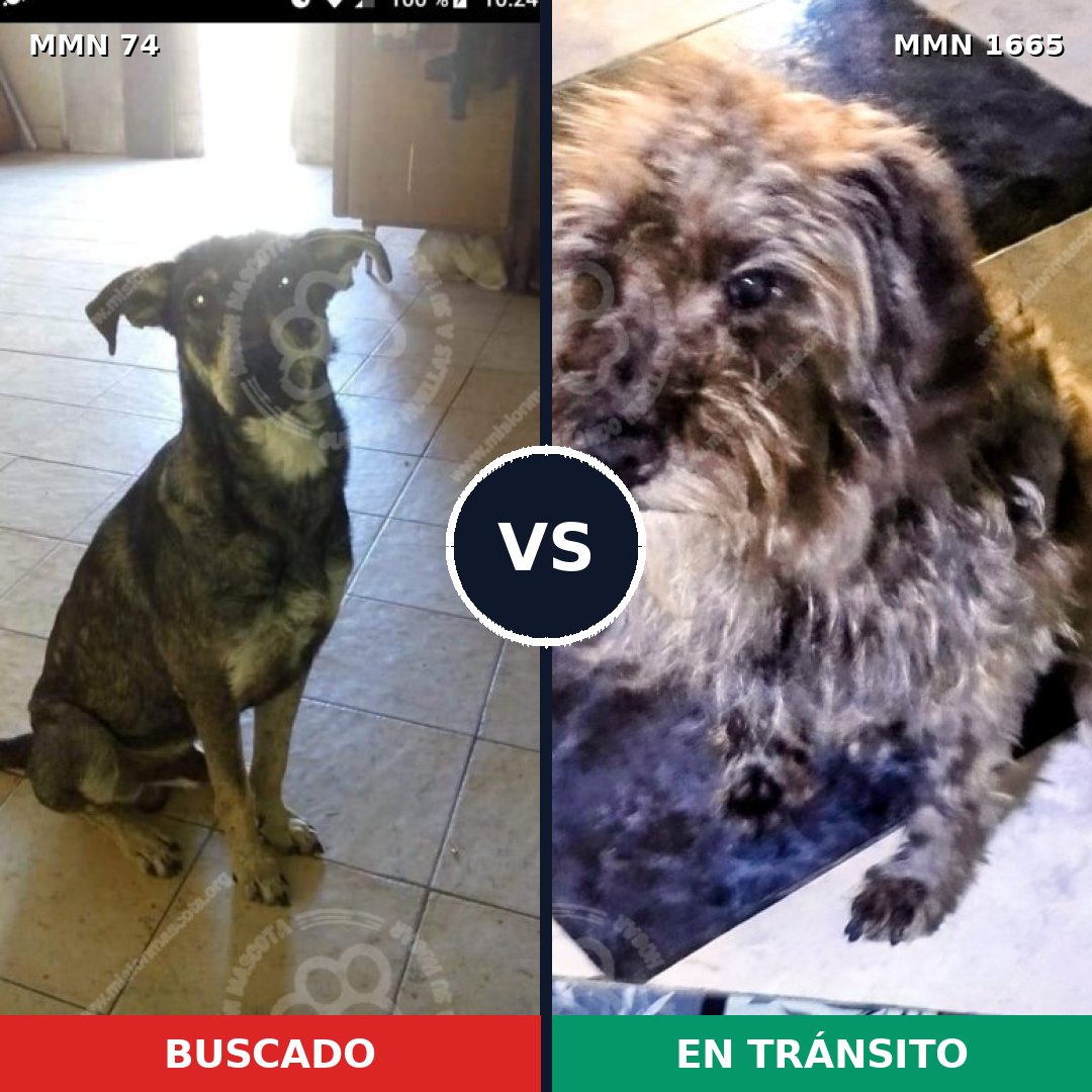Comparativa MMS 35639: mascota perdida y mascota encontrada, 57% de similitud