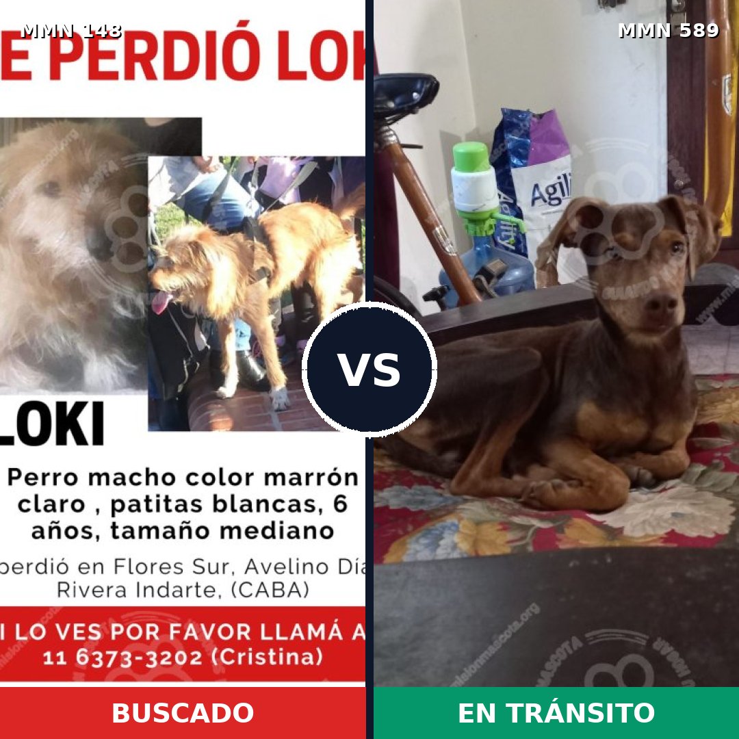Comparativa MMS 3564: mascota perdida y mascota encontrada, 2% de similitud