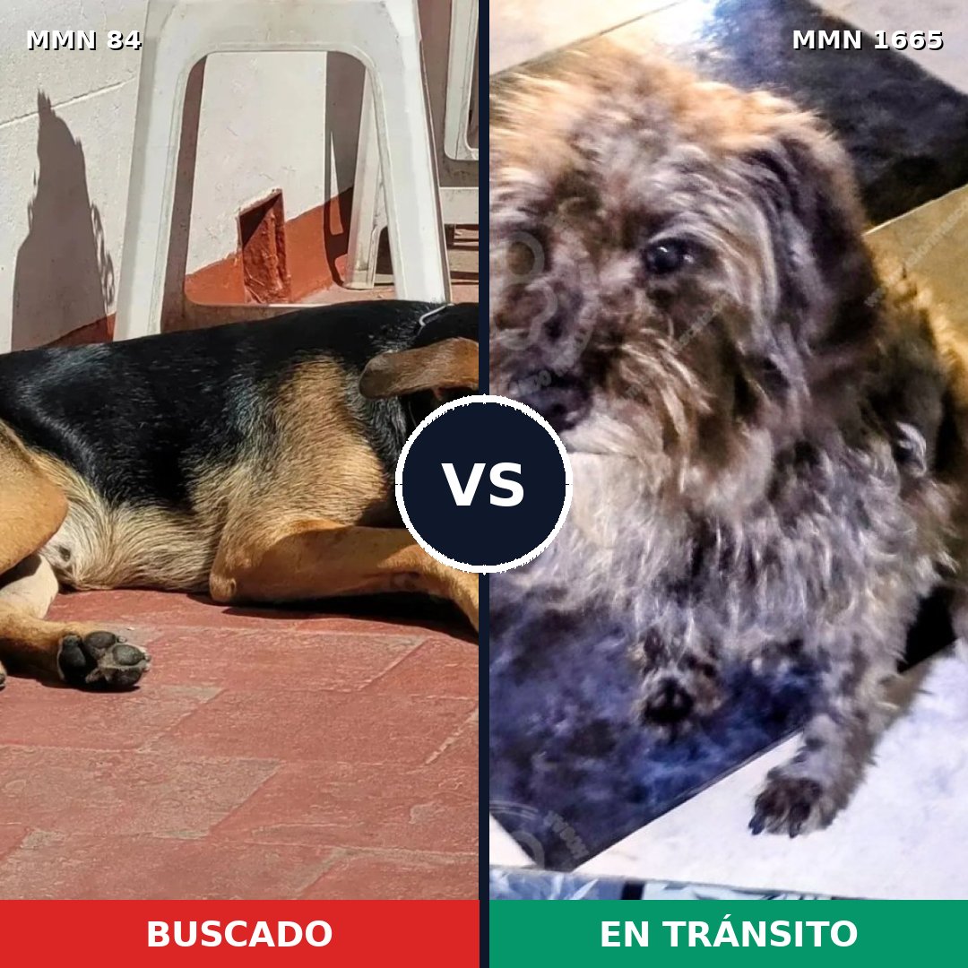 Comparativa MMS 35640: mascota perdida y mascota encontrada, 54% de similitud