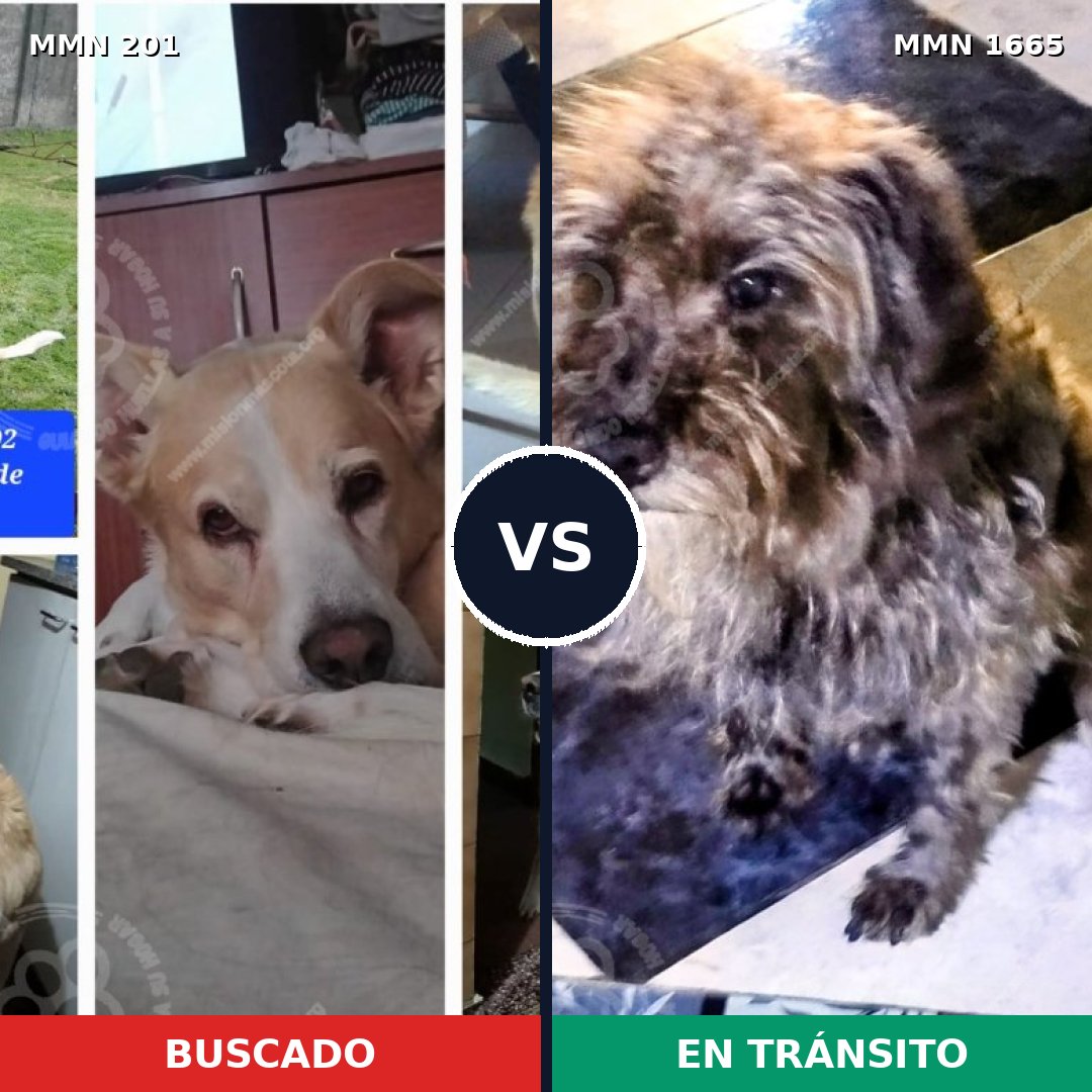 Comparativa MMS 35643: mascota perdida y mascota encontrada, 58% de similitud