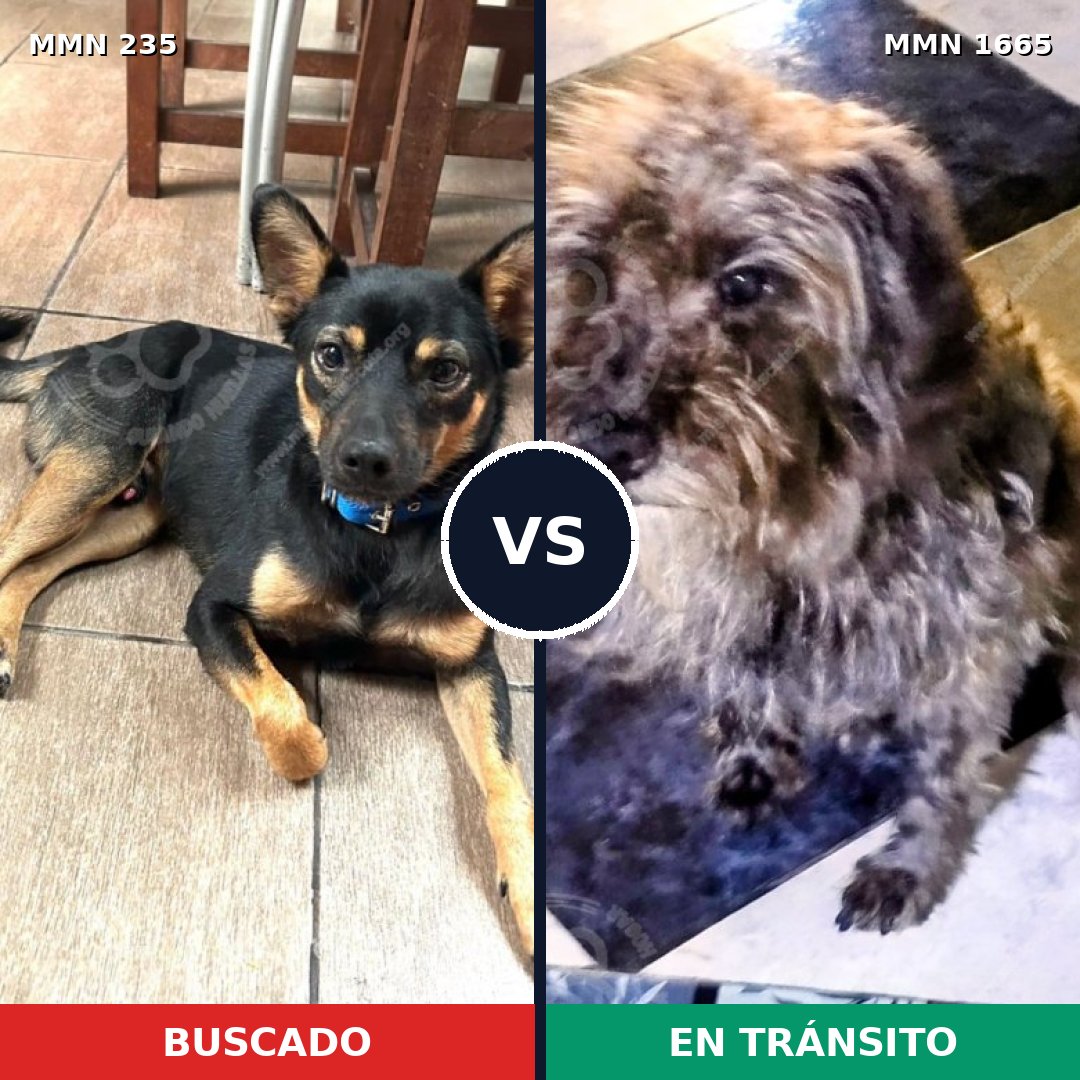 Comparativa MMS 35644: mascota perdida y mascota encontrada, 56% de similitud