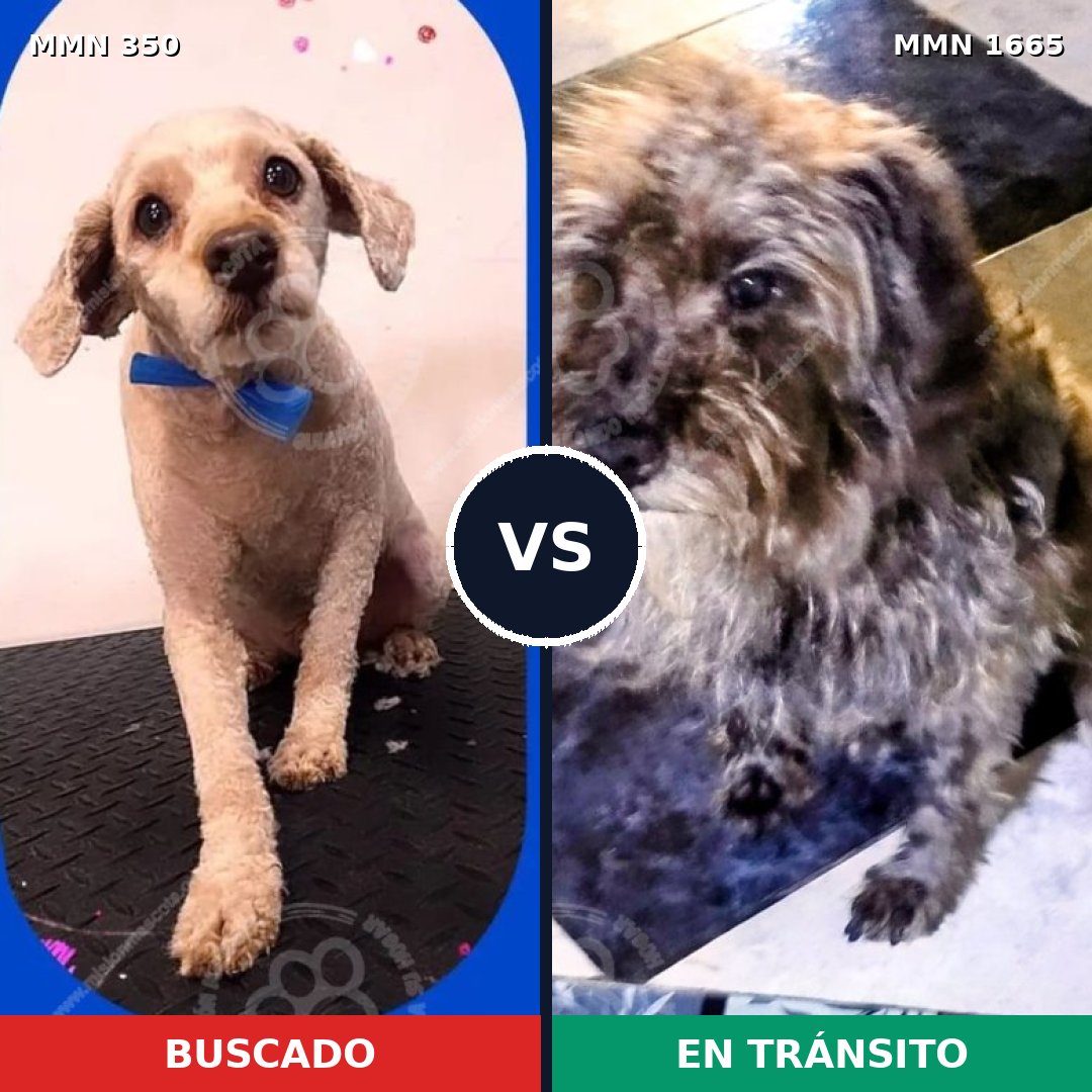 Comparativa MMS 35647: mascota perdida y mascota encontrada, 36% de similitud