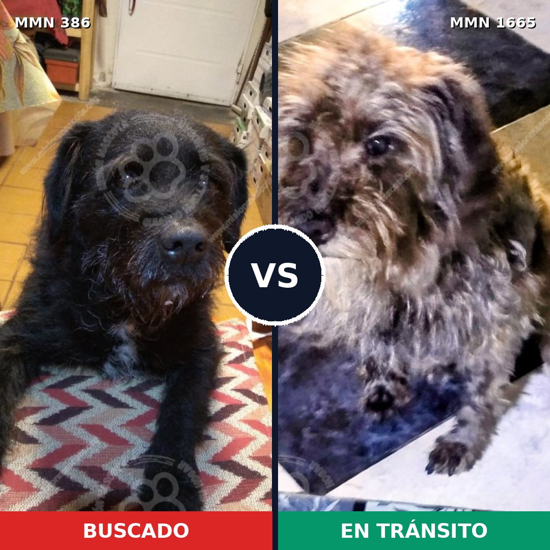 Comparativa MMS 35648: mascota perdida y mascota encontrada, 74% de similitud