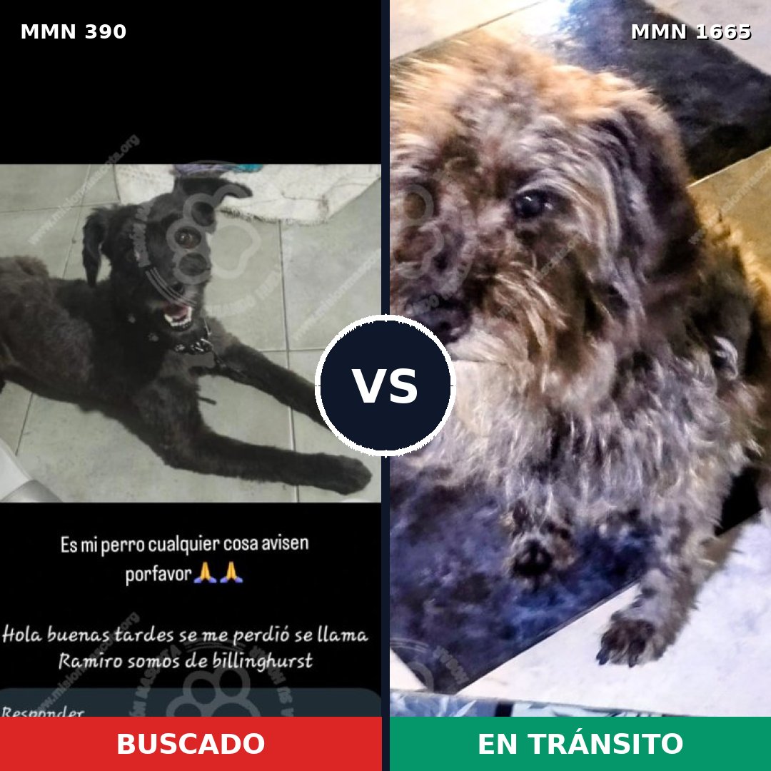 Comparativa MMS 35649: mascota perdida y mascota encontrada, 53% de similitud