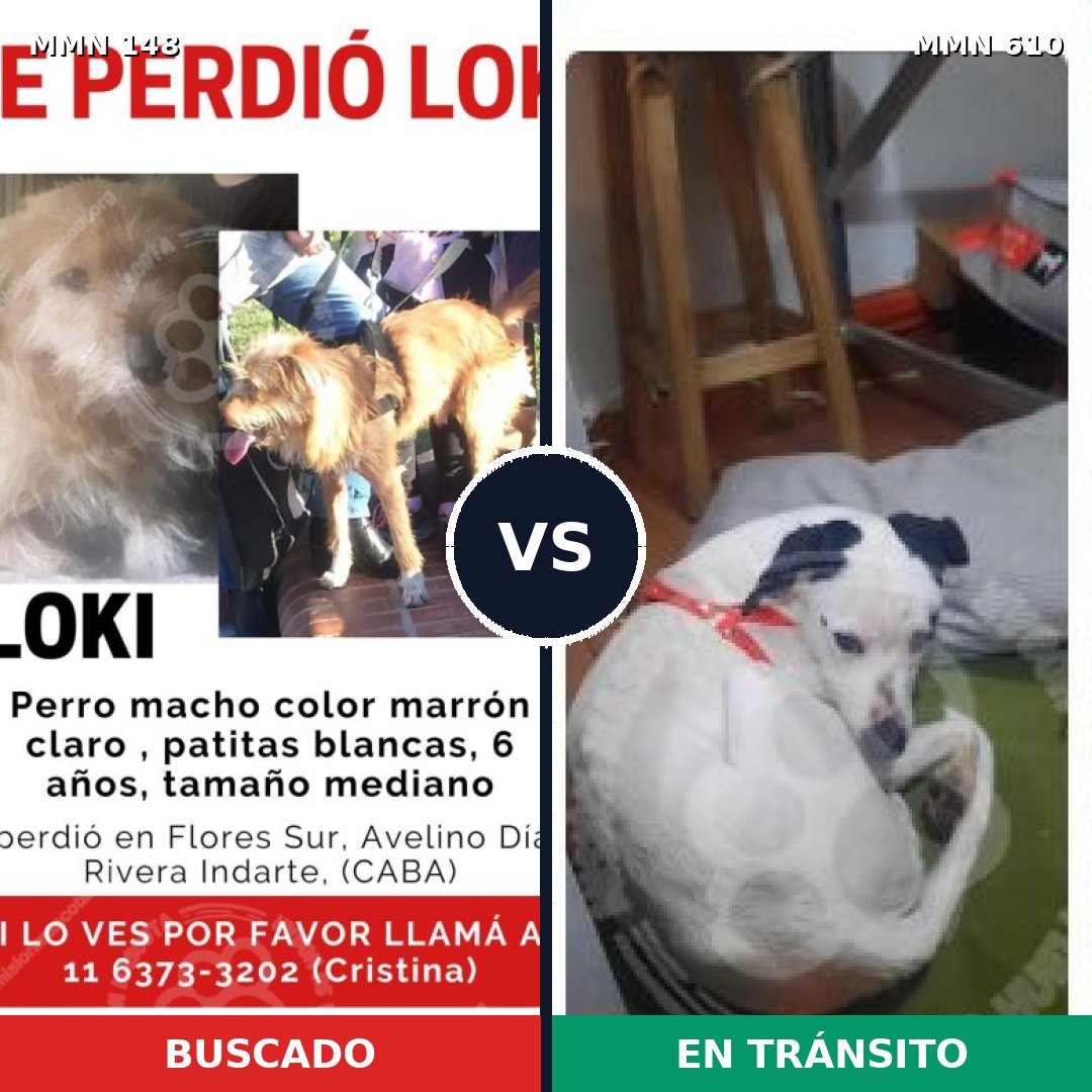 Comparativa MMS 3565: mascota perdida y mascota encontrada, 63% de similitud