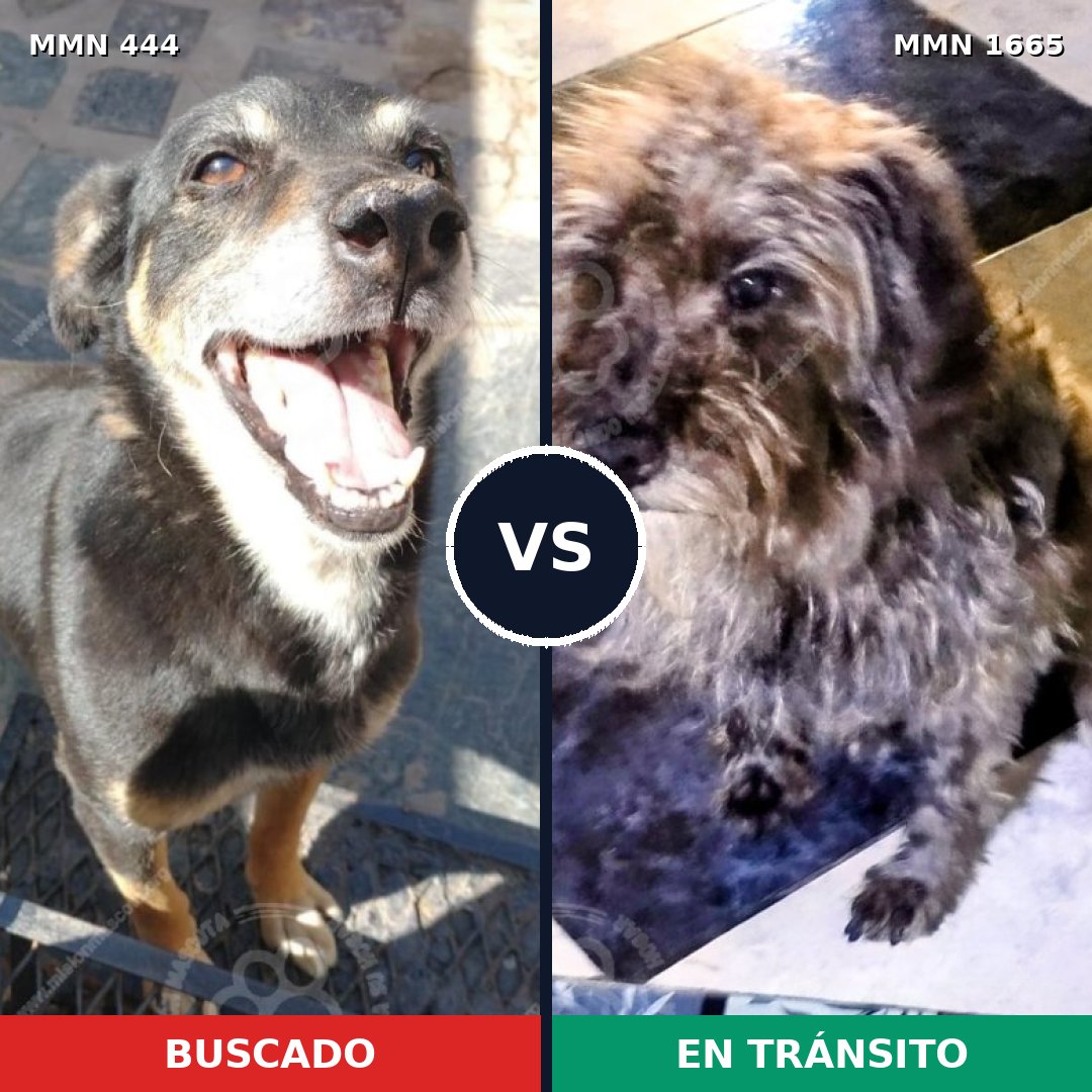 Comparativa MMS 35654: mascota perdida y mascota encontrada, 57% de similitud