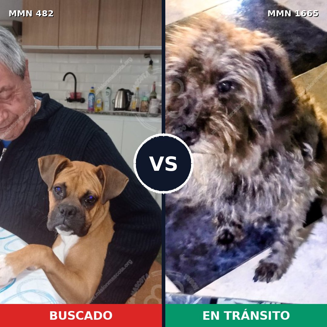 Comparativa MMS 35658: mascota perdida y mascota encontrada, 30% de similitud