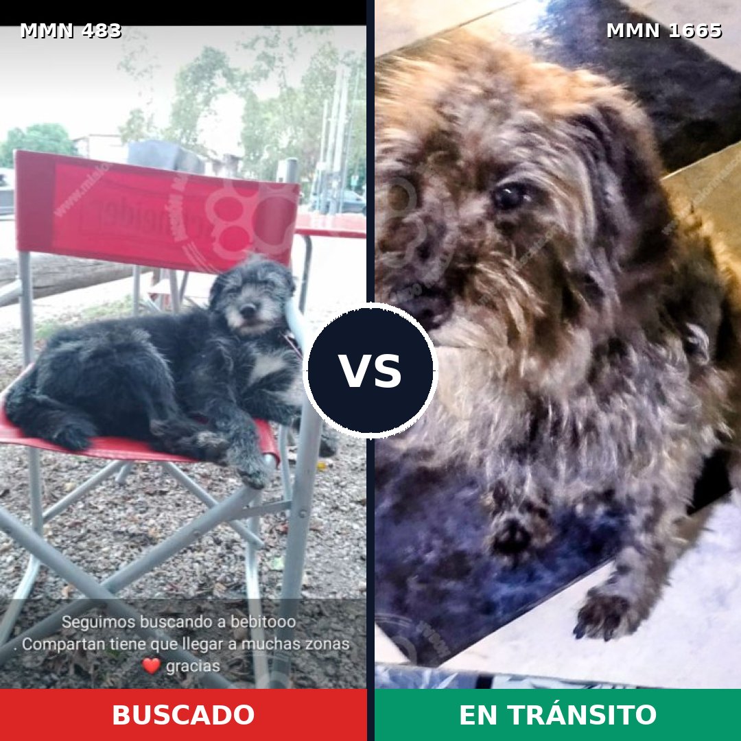 Comparativa MMS 35659: mascota perdida y mascota encontrada, 75% de similitud