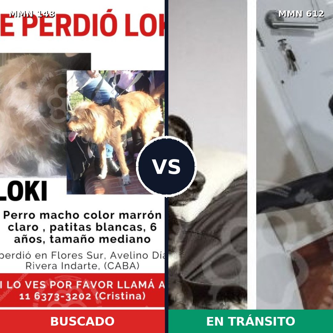 Comparativa MMS 3566: mascota perdida y mascota encontrada, 62% de similitud