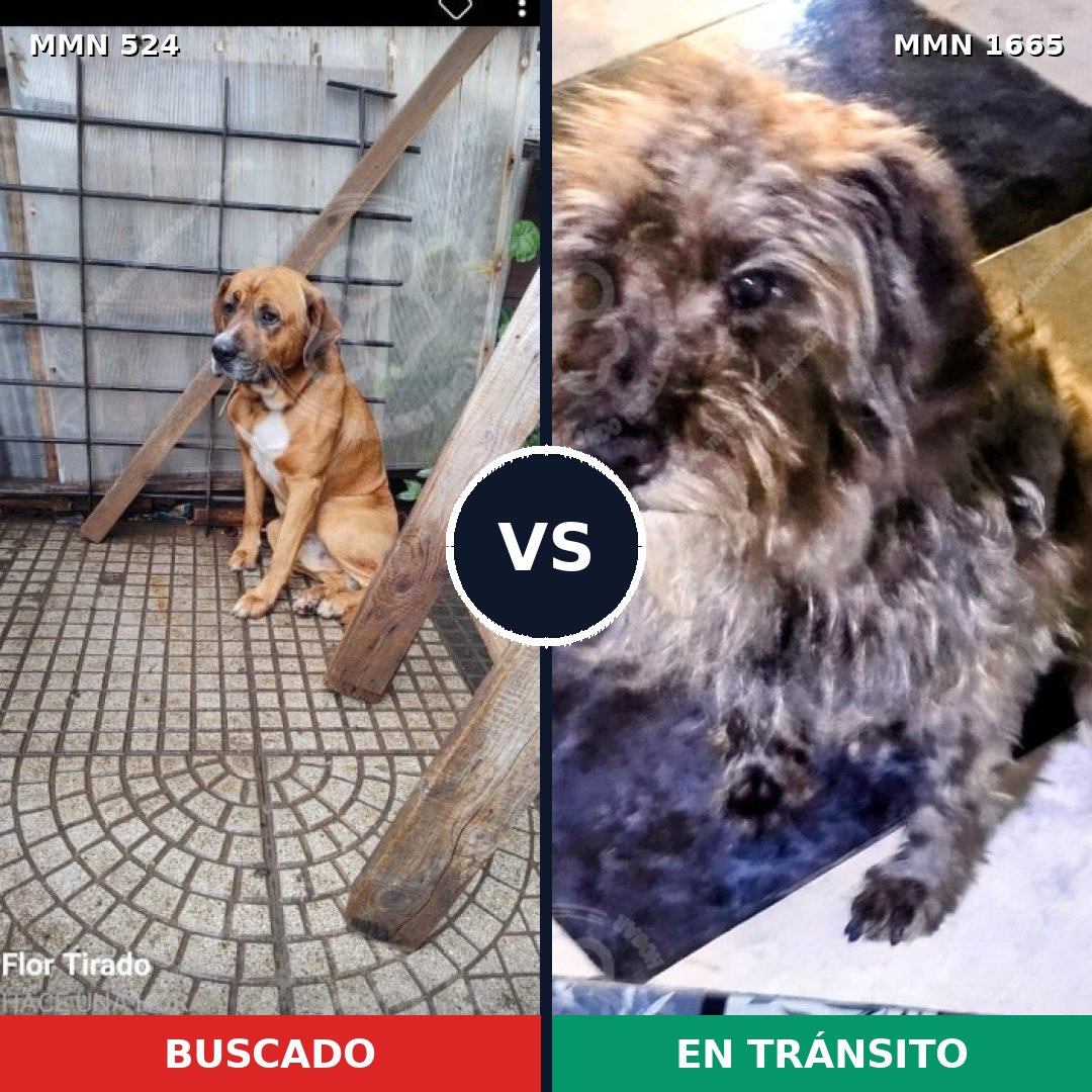 Comparativa MMS 35661: mascota perdida y mascota encontrada, 60% de similitud