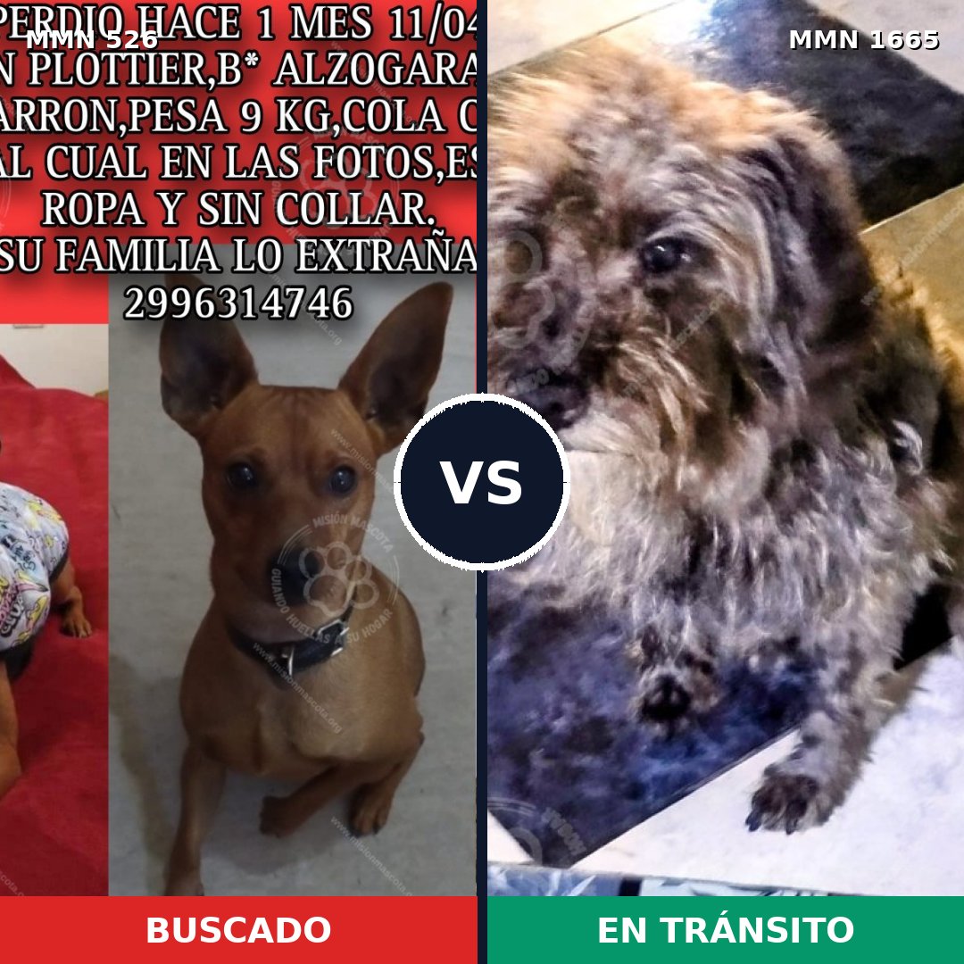 Comparativa MMS 35662: mascota perdida y mascota encontrada, 24% de similitud