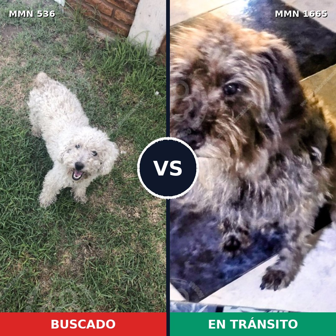 Comparativa MMS 35663: mascota perdida y mascota encontrada, 31% de similitud