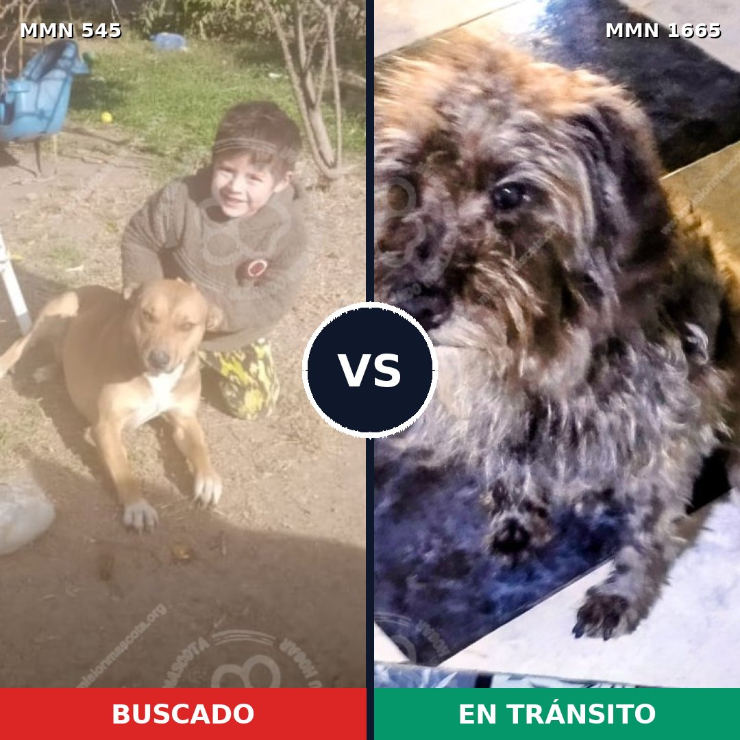 Comparativa MMS 35664: mascota perdida y mascota encontrada, 43% de similitud