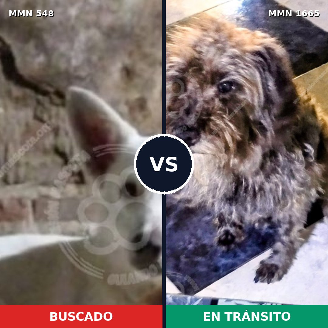 Comparativa MMS 35665: mascota perdida y mascota encontrada, 57% de similitud