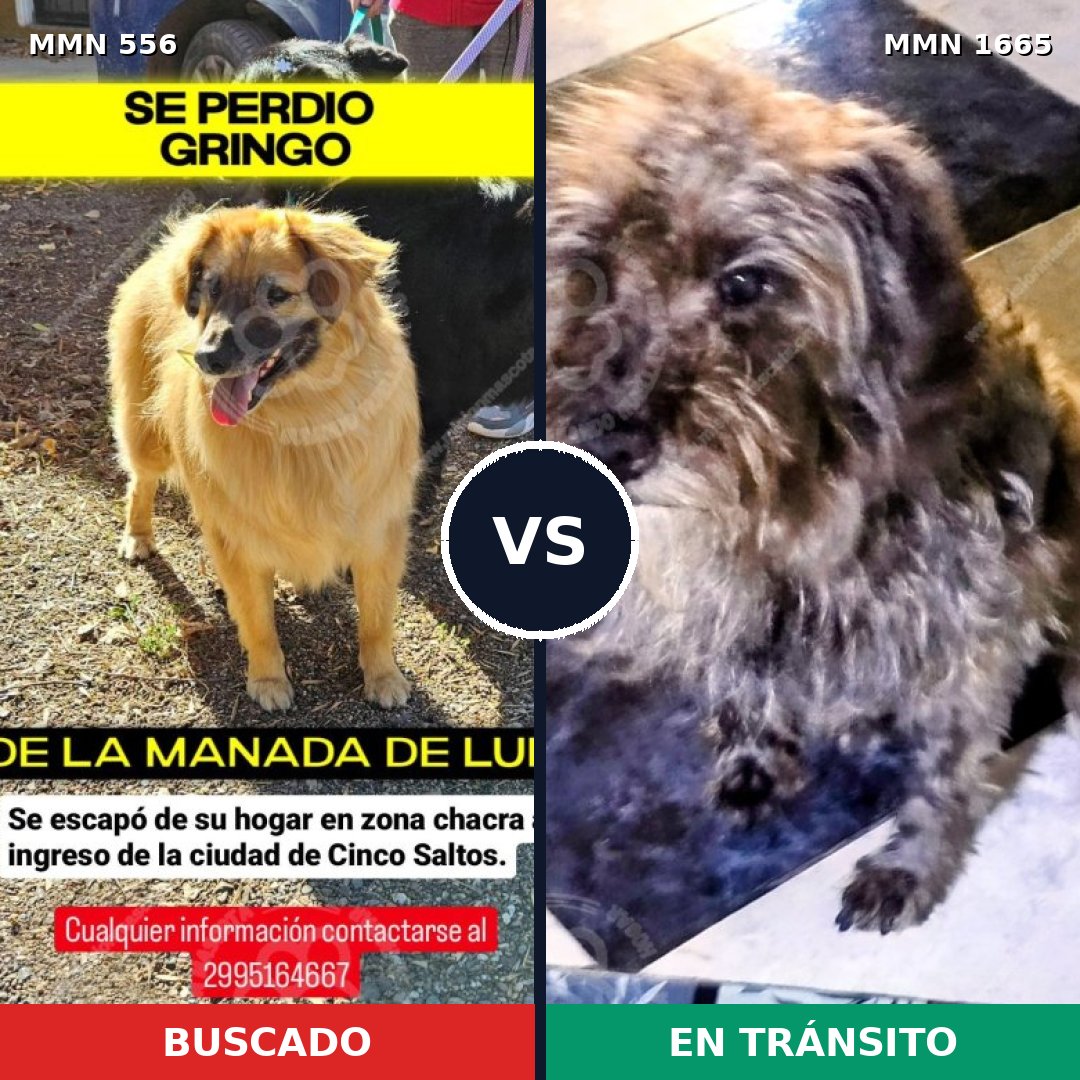 Comparativa MMS 35666: mascota perdida y mascota encontrada, 59% de similitud