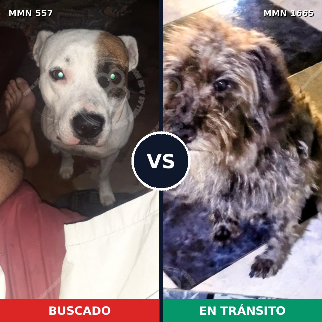 Comparativa MMS 35667: mascota perdida y mascota encontrada, 41% de similitud