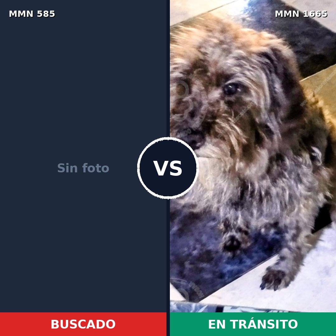 Comparativa MMS 35669: mascota perdida y mascota encontrada, 38% de similitud