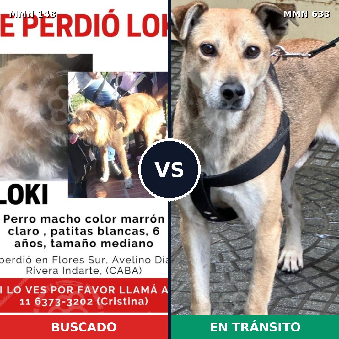 Comparativa MMS 3567: mascota perdida y mascota encontrada, 65% de similitud