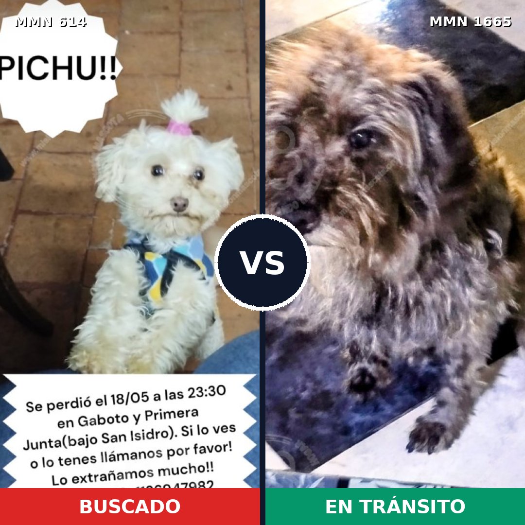 Comparativa MMS 35673: mascota perdida y mascota encontrada, 22% de similitud