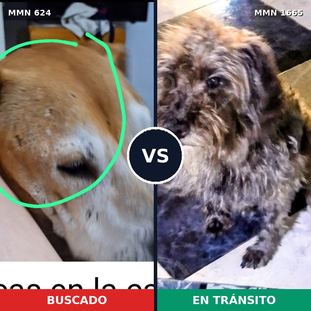 Comparativa MMS 35674: mascota perdida y mascota encontrada, 32% de similitud