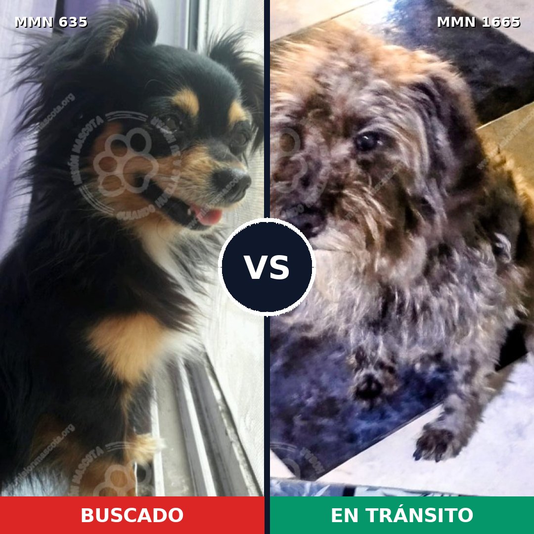 Comparativa MMS 35676: mascota perdida y mascota encontrada, 27% de similitud