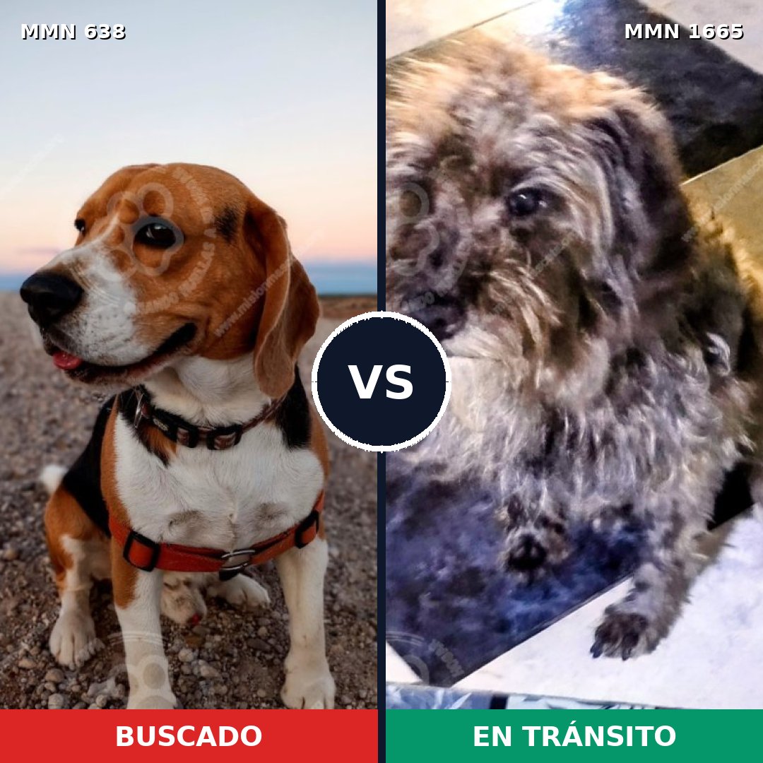 Comparativa MMS 35677: mascota perdida y mascota encontrada, 28% de similitud
