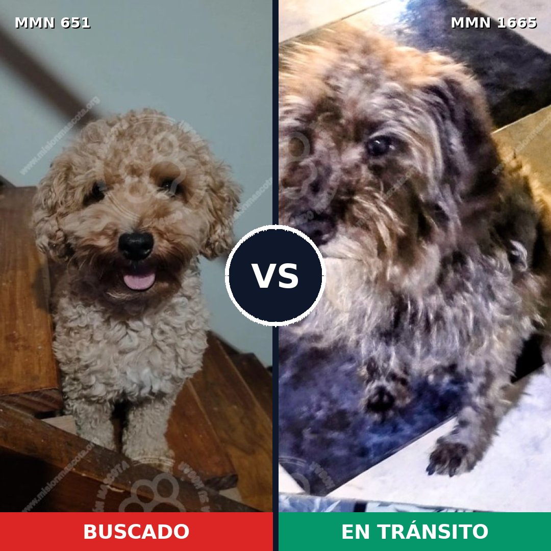 Comparativa MMS 35679: mascota perdida y mascota encontrada, 22% de similitud