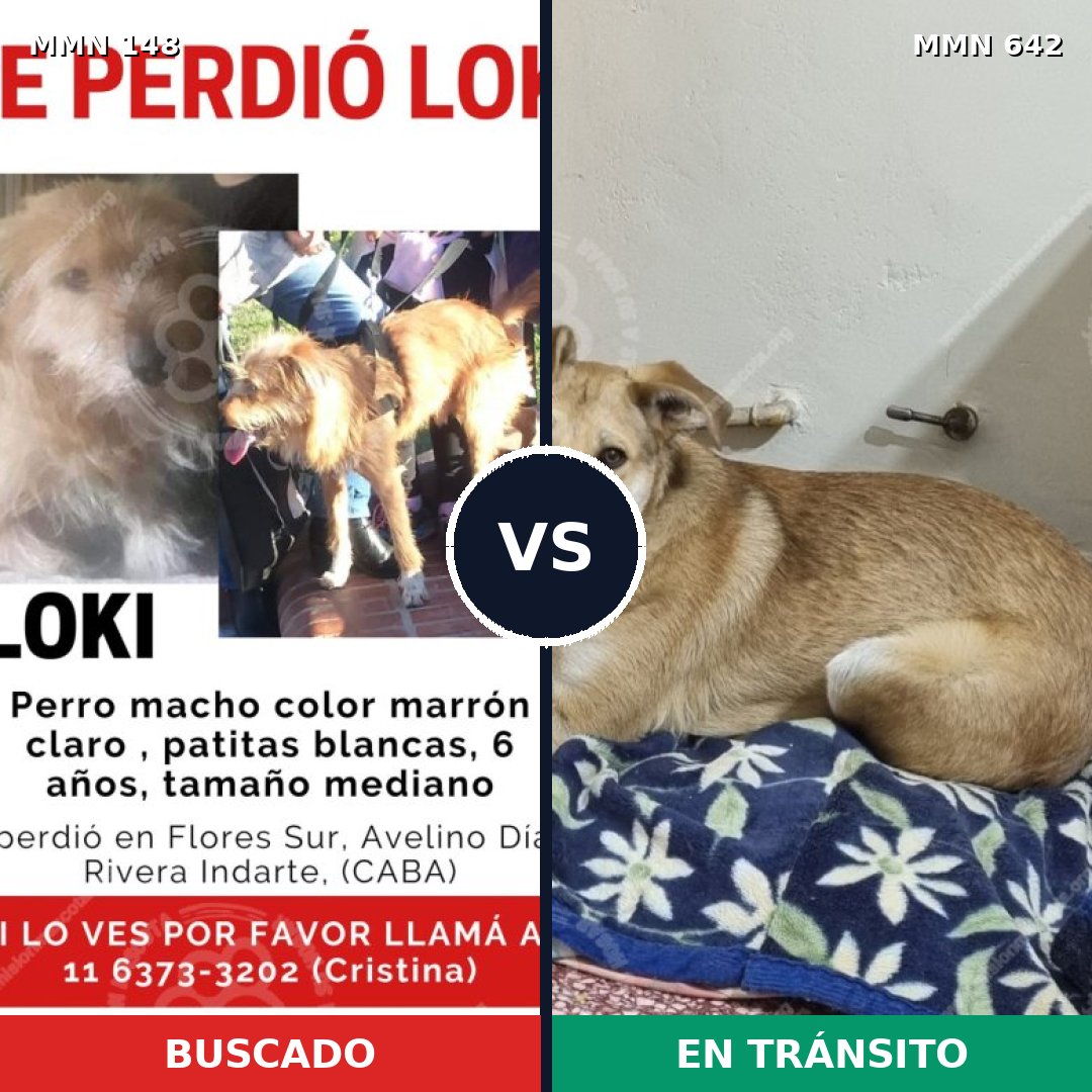 Comparativa MMS 3568: mascota perdida y mascota encontrada, 10% de similitud