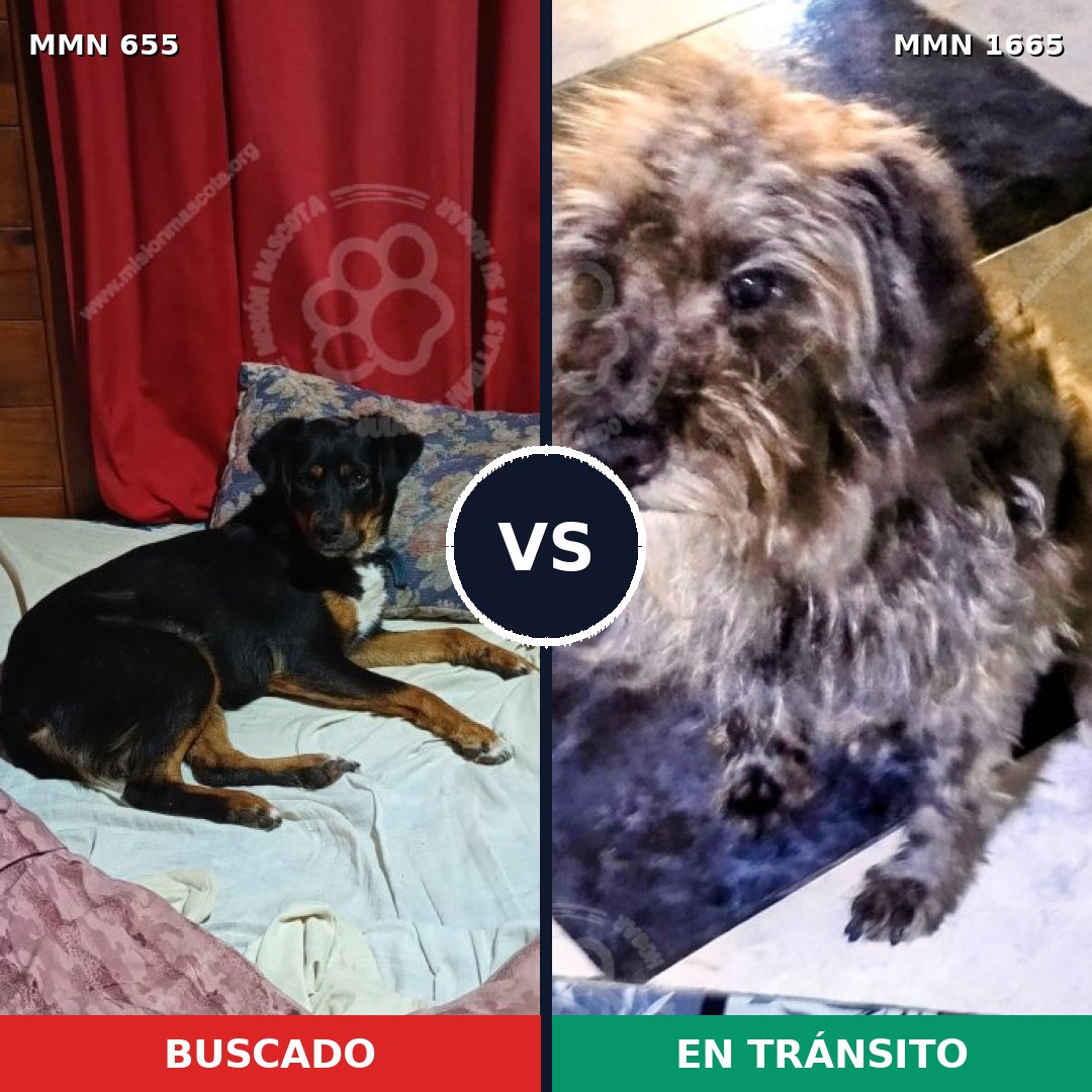 Comparativa MMS 35681: mascota perdida y mascota encontrada, 46% de similitud