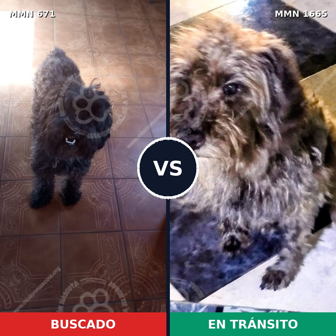 Comparativa MMS 35682: mascota perdida y mascota encontrada, 49% de similitud