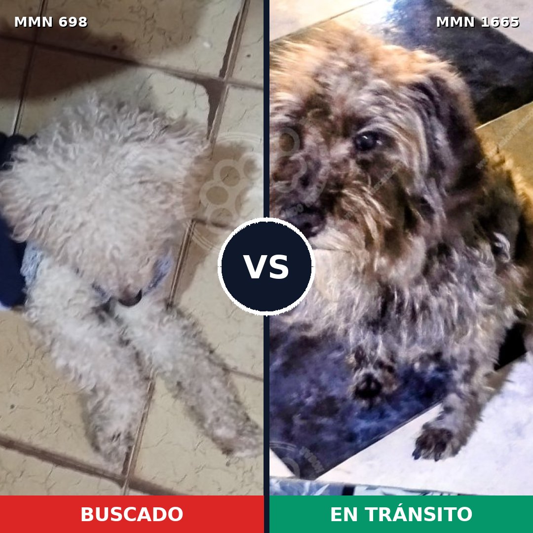 Comparativa MMS 35684: mascota perdida y mascota encontrada, 34% de similitud