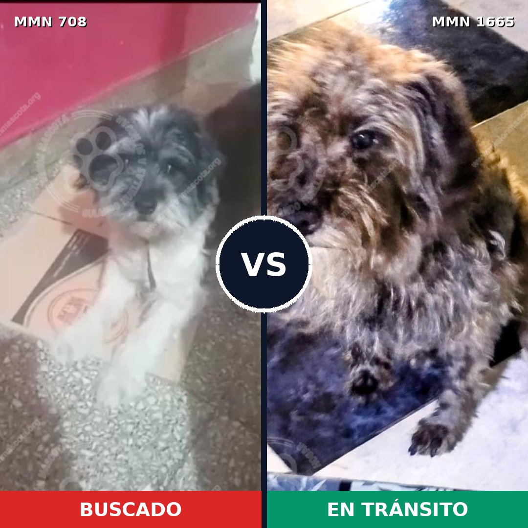 Comparativa MMS 35685: mascota perdida y mascota encontrada, 38% de similitud