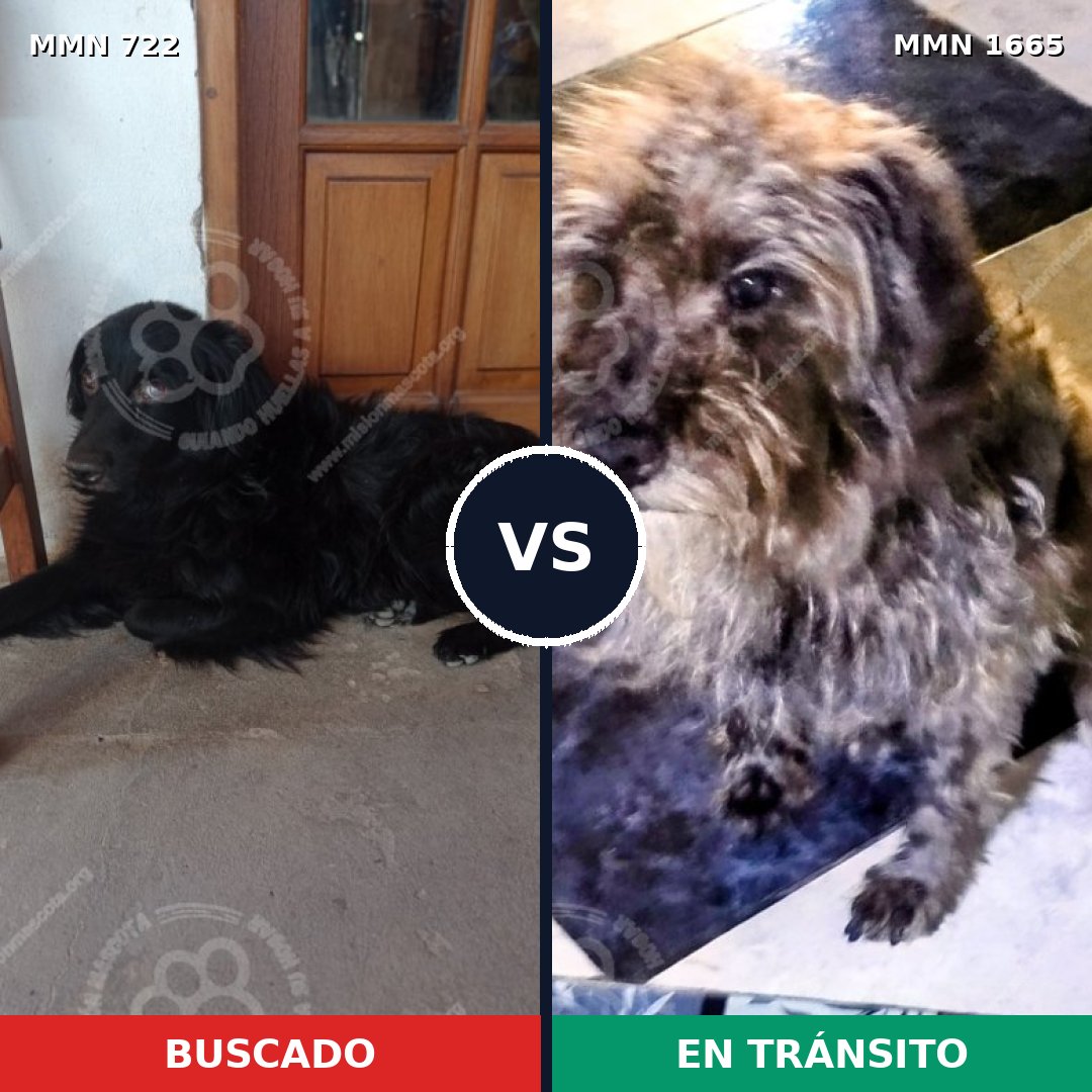 Comparativa MMS 35687: mascota perdida y mascota encontrada, 49% de similitud
