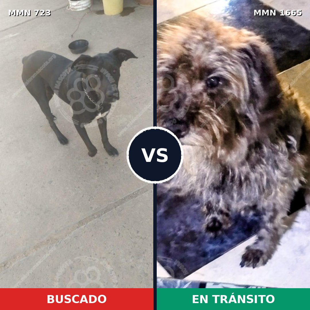 Comparativa MMS 35688: mascota perdida y mascota encontrada, 54% de similitud