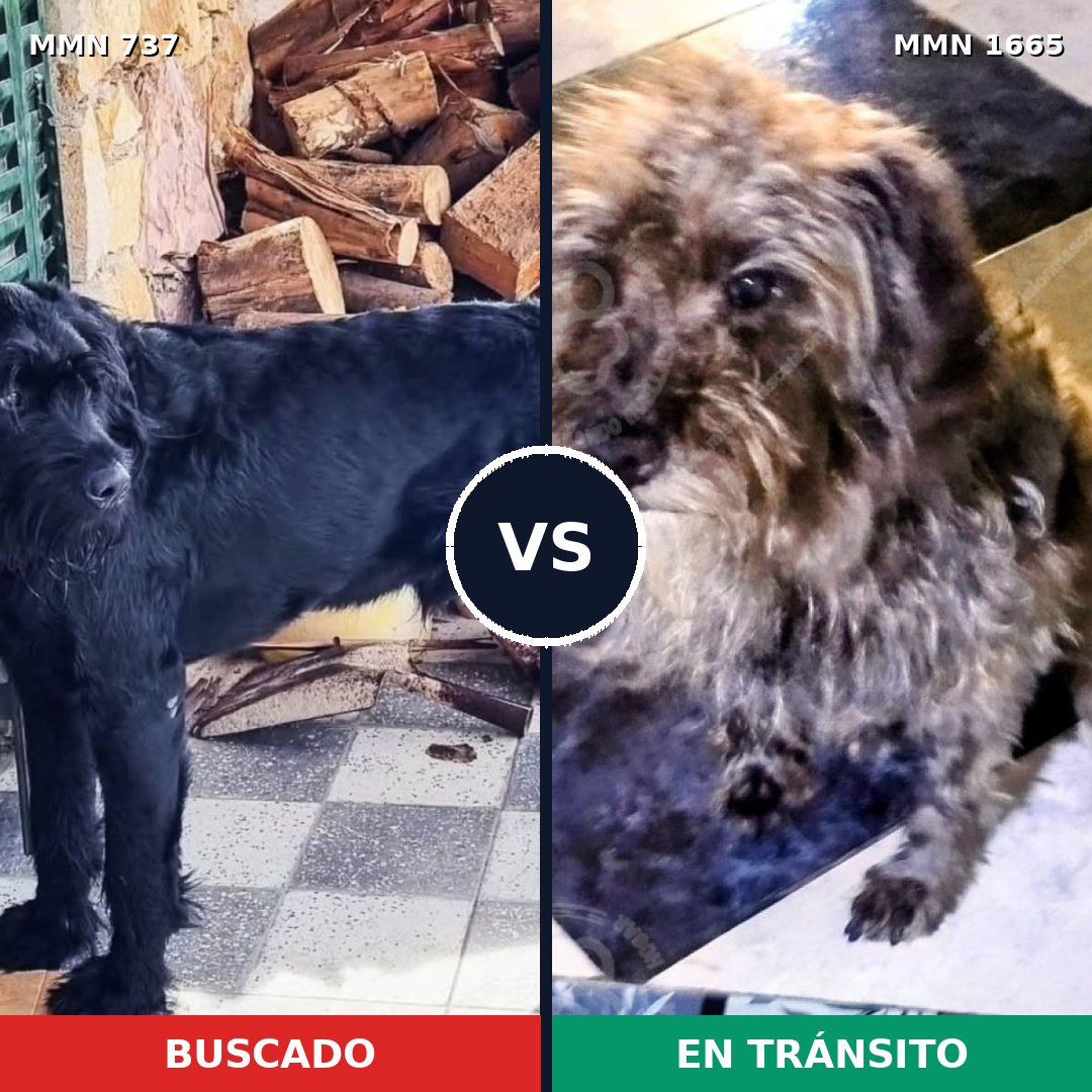 Comparativa MMS 35689: mascota perdida y mascota encontrada, 31% de similitud
