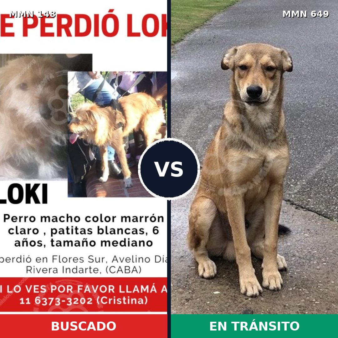 Comparativa MMS 3569: mascota perdida y mascota encontrada, 11% de similitud