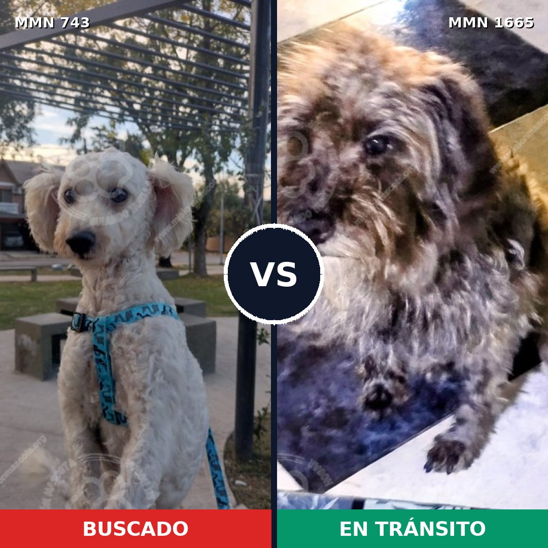 Comparativa MMS 35691: mascota perdida y mascota encontrada, 44% de similitud