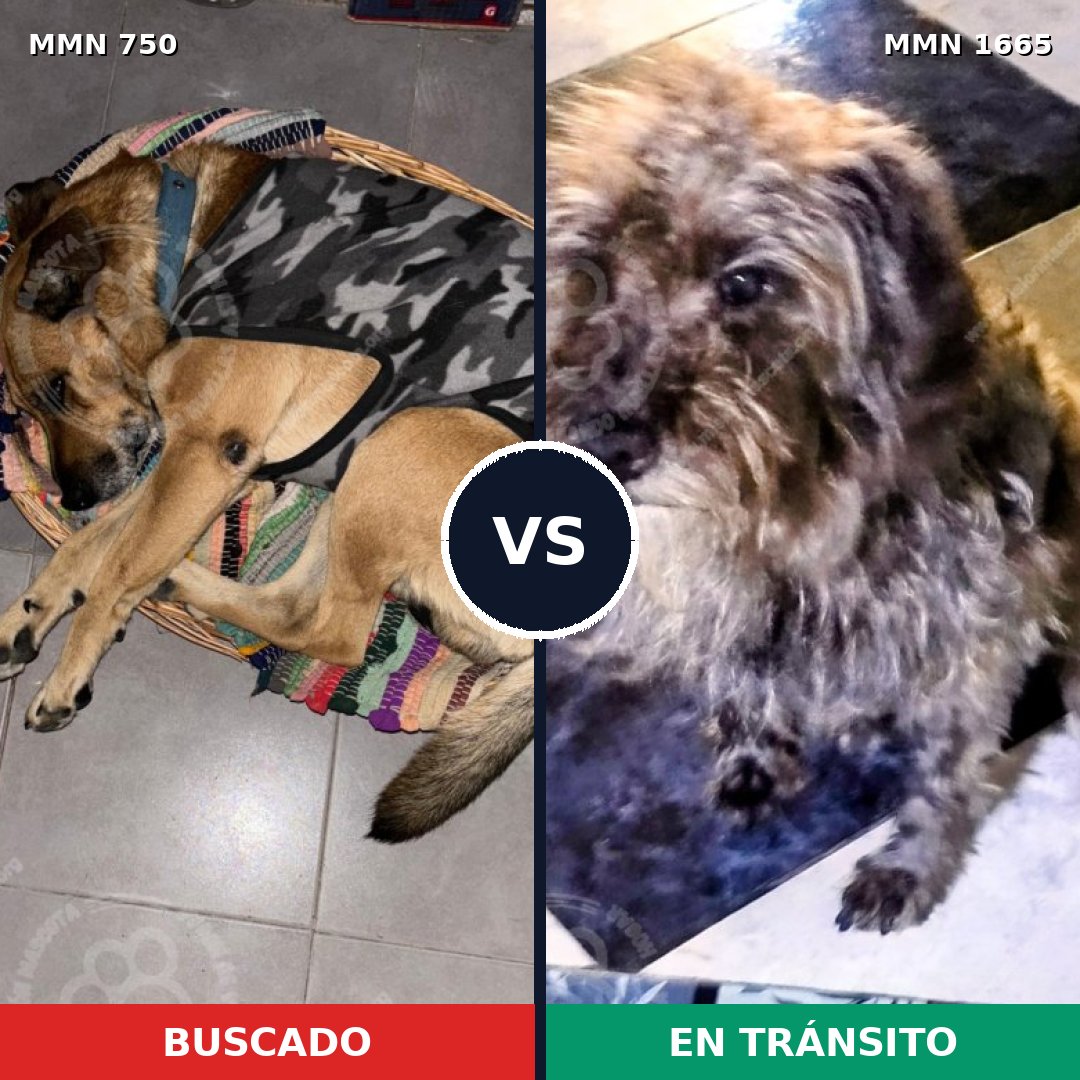 Comparativa MMS 35692: mascota perdida y mascota encontrada, 60% de similitud