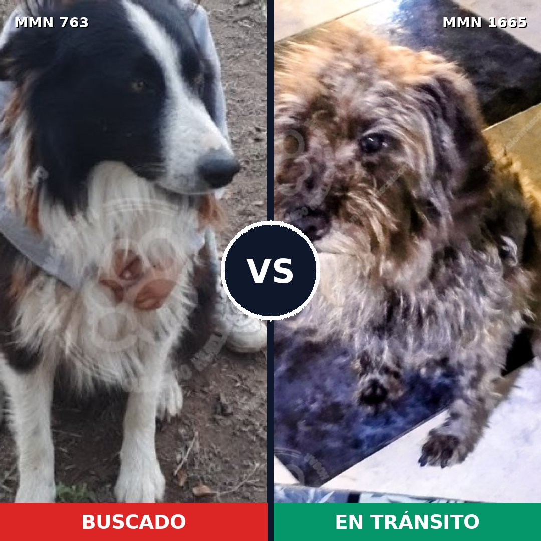 Comparativa MMS 35694: mascota perdida y mascota encontrada, 46% de similitud