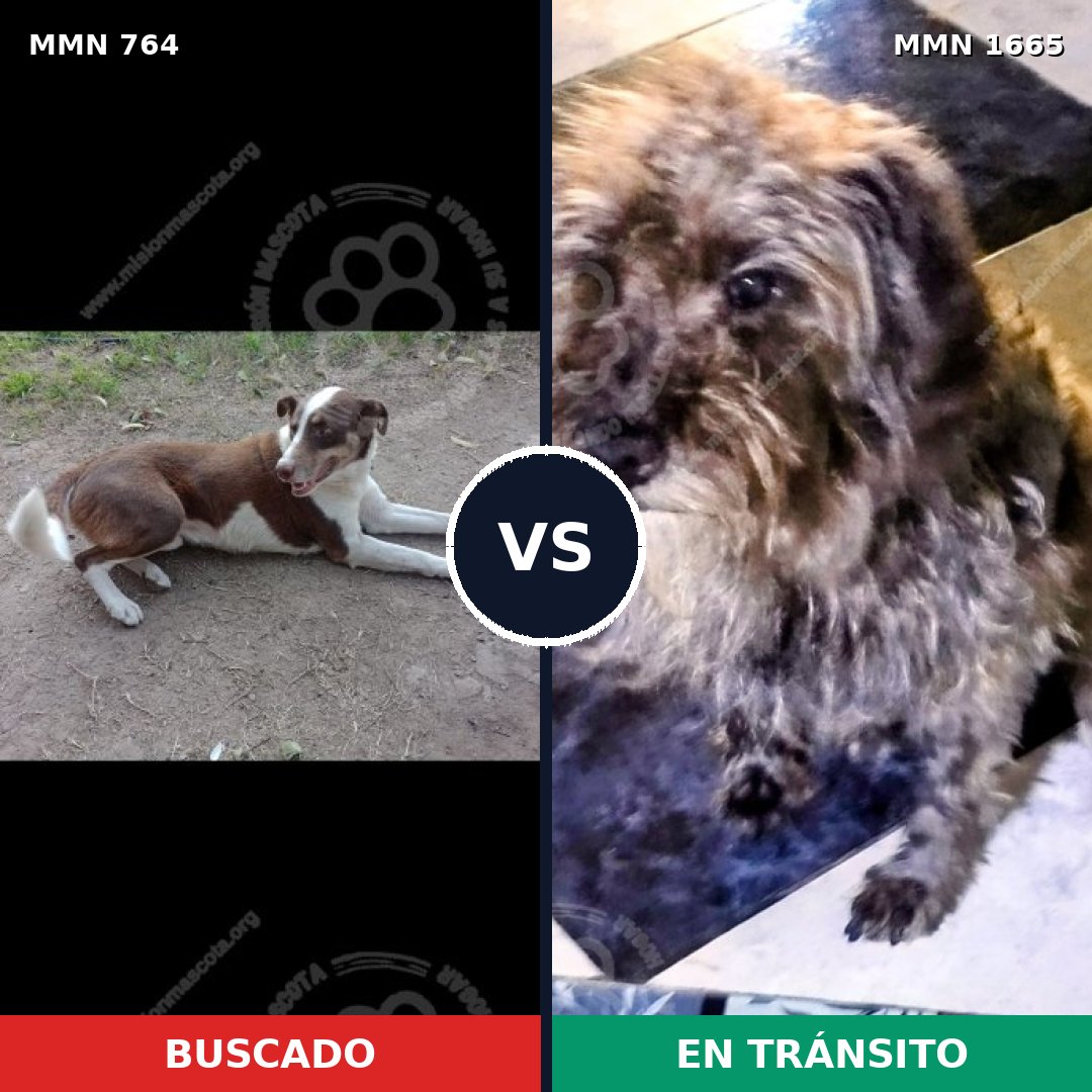 Comparativa MMS 35695: mascota perdida y mascota encontrada, 34% de similitud