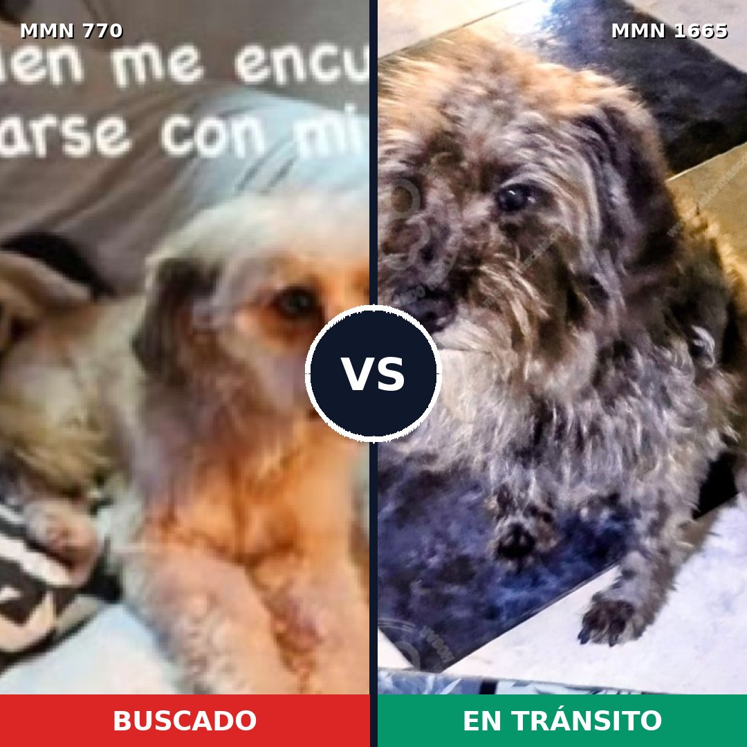 Comparativa MMS 35696: mascota perdida y mascota encontrada, 60% de similitud