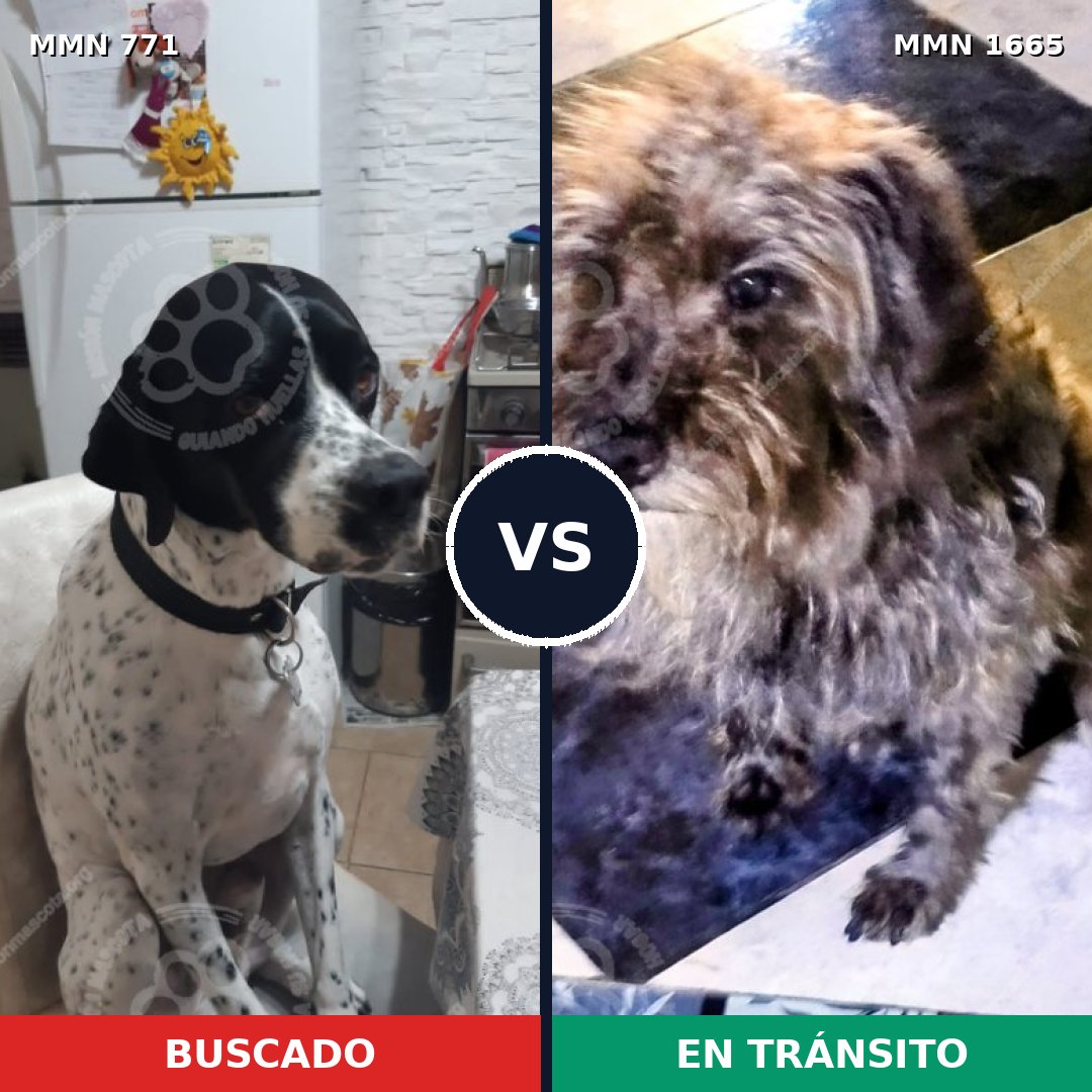 Comparativa MMS 35697: mascota perdida y mascota encontrada, 42% de similitud