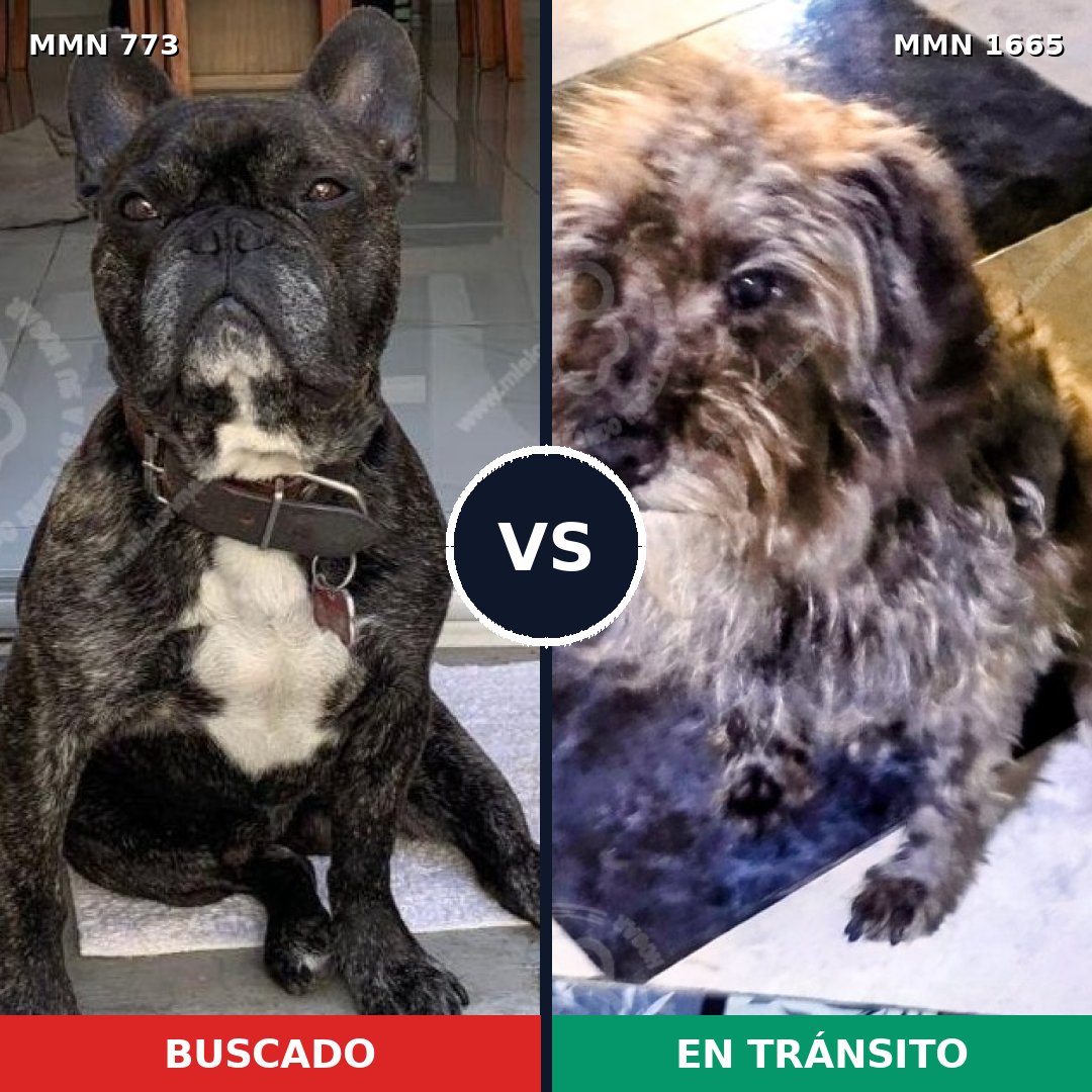 Comparativa MMS 35698: mascota perdida y mascota encontrada, 42% de similitud