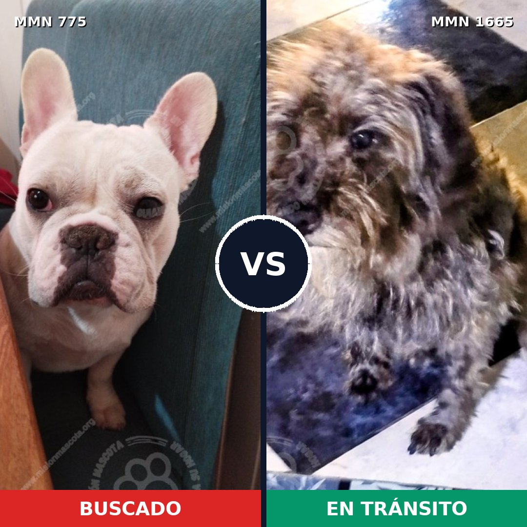 Comparativa MMS 35699: mascota perdida y mascota encontrada, 39% de similitud