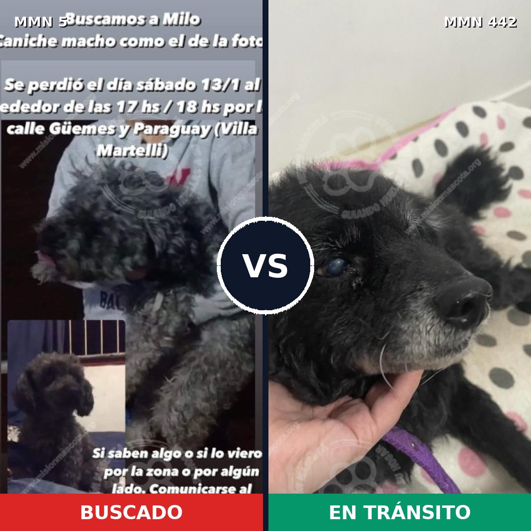 Comparativa MMS 357: mascota perdida y mascota encontrada, 39% de similitud