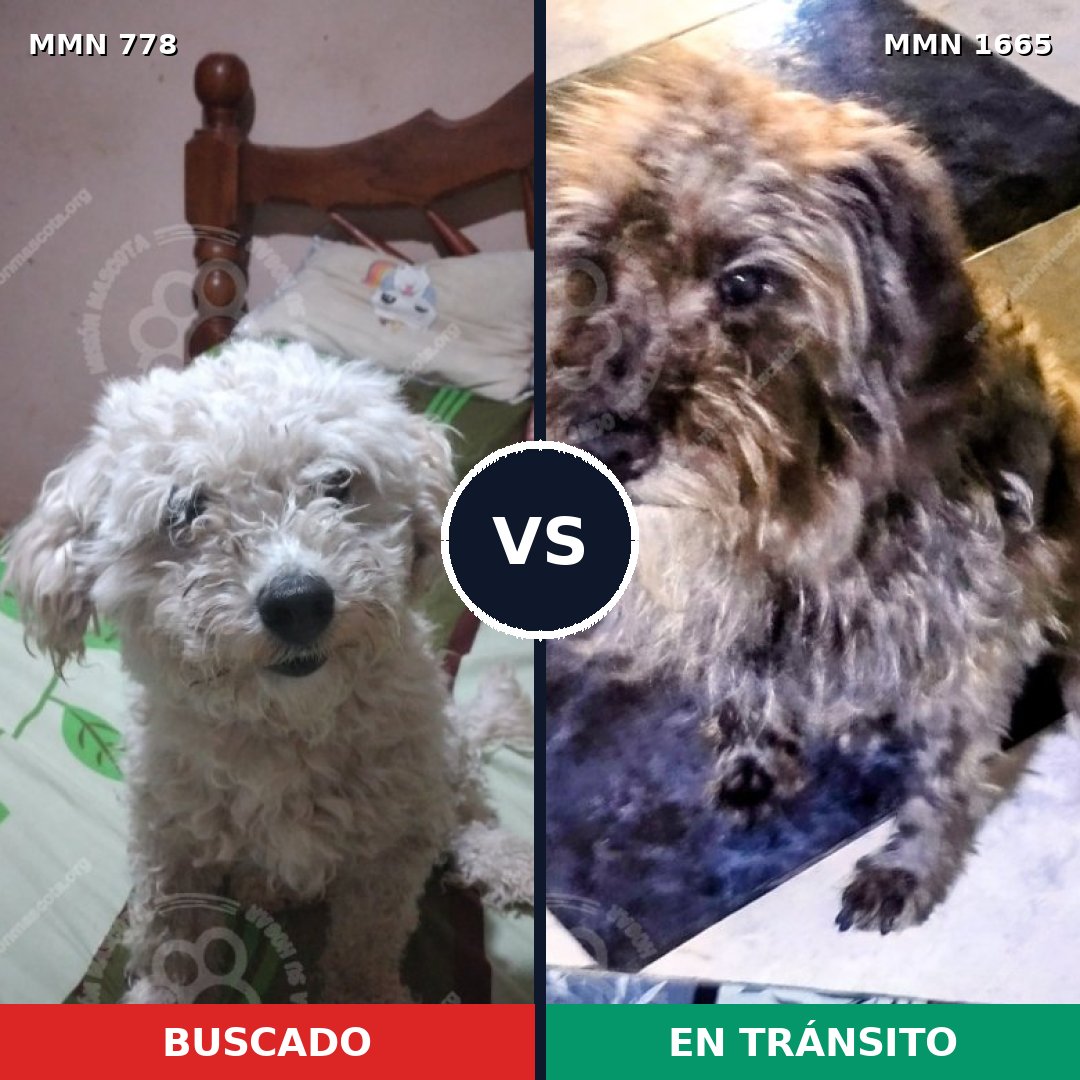Comparativa MMS 35700: mascota perdida y mascota encontrada, 35% de similitud
