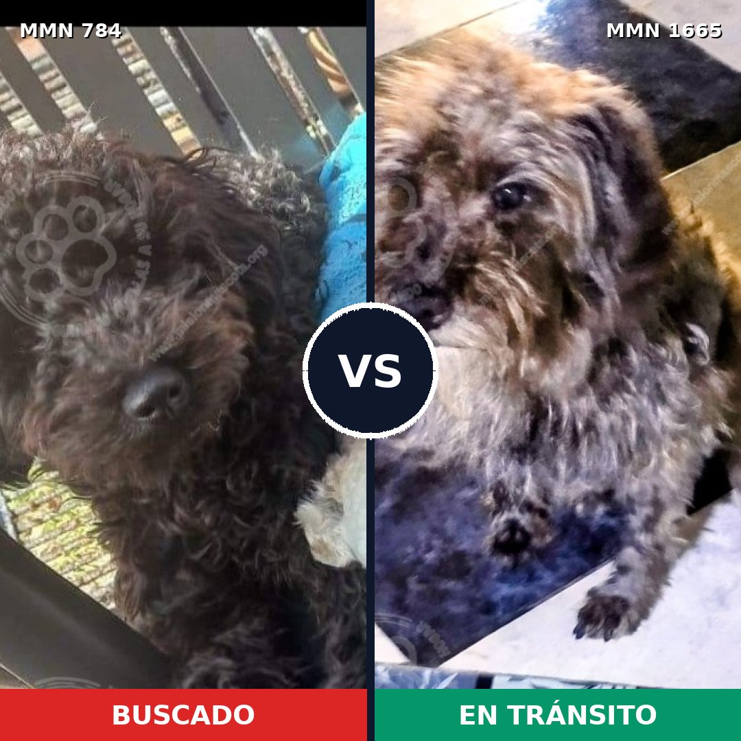 Comparativa MMS 35701: mascota perdida y mascota encontrada, 43% de similitud