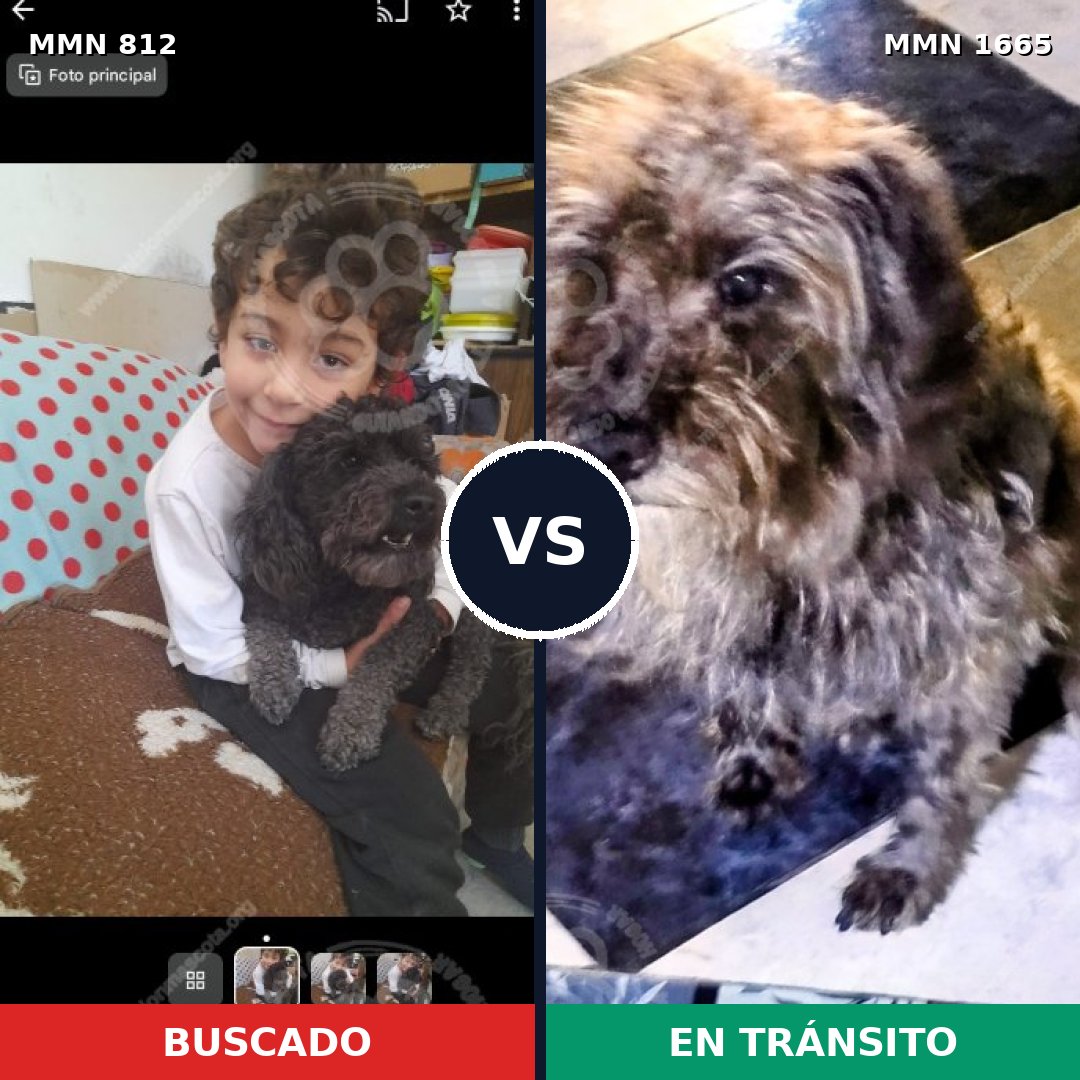 Comparativa MMS 35704: mascota perdida y mascota encontrada, 33% de similitud